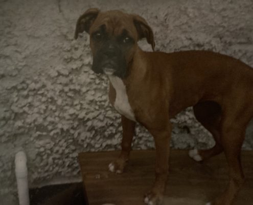 pet memorial gallery pawprints