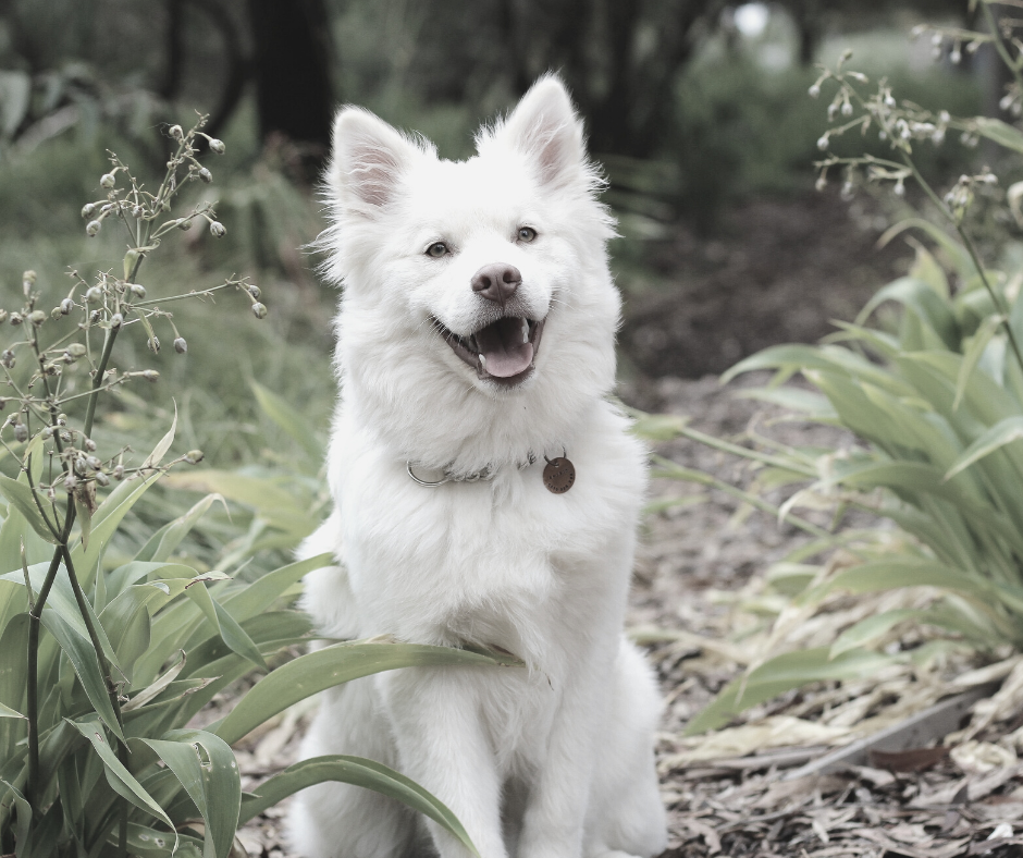 You are currently viewing Questions about pet cremations