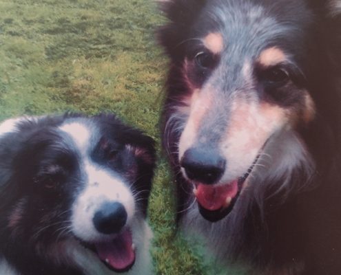 pet memorial gallery pawprints cremation