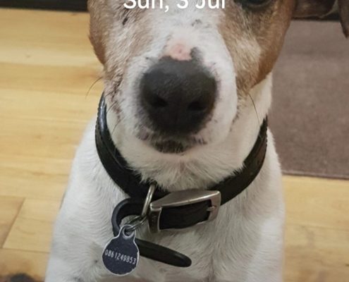pets memorial gallery