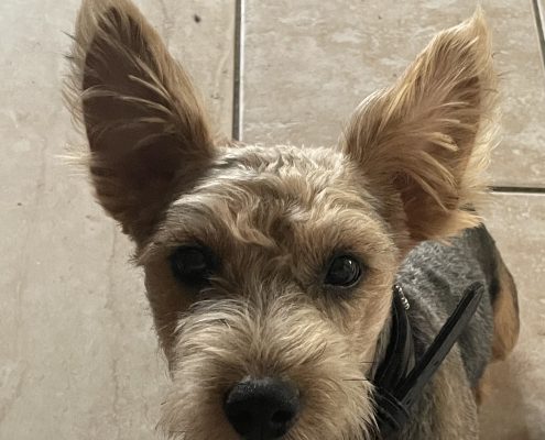 Pawprints Pet gallery