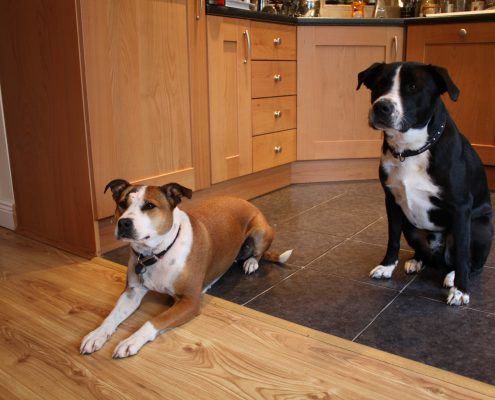 pet memorial gallery