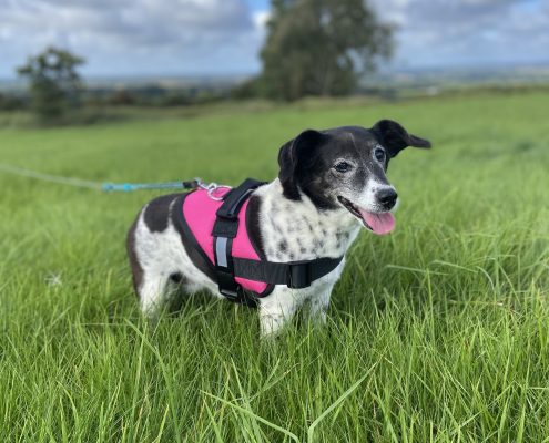pet memorial gallery