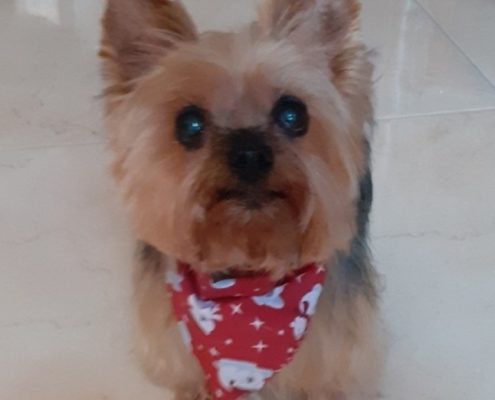 pet memorial gallery