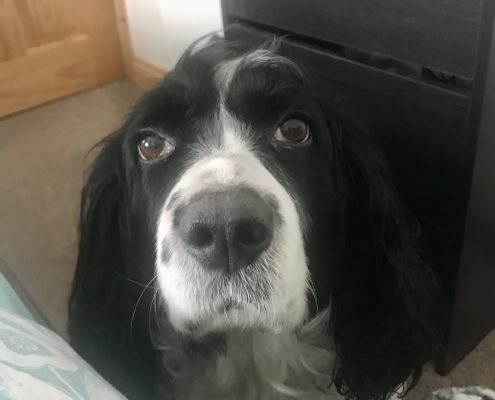 pet memorial gallery