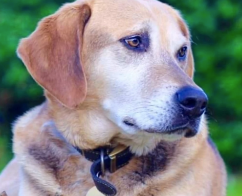 pawprints pet memorial gallery