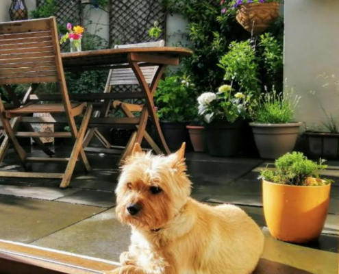 pet memorial gallery pawprints cremation