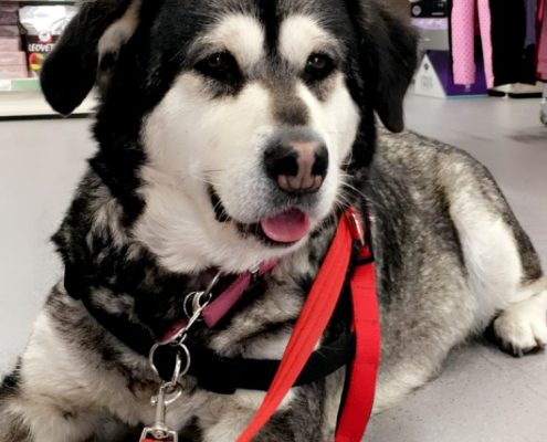 pet memorial gallery
