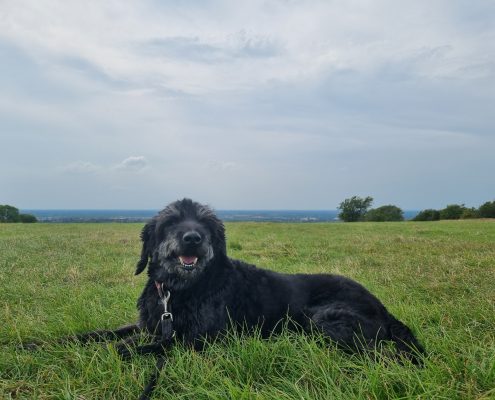 pet memorial gallery