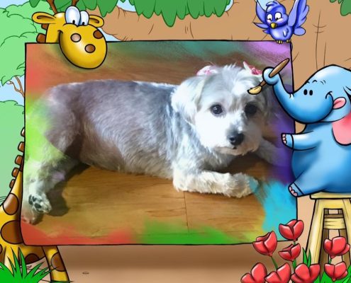 pawprints memorial gallery for pets
