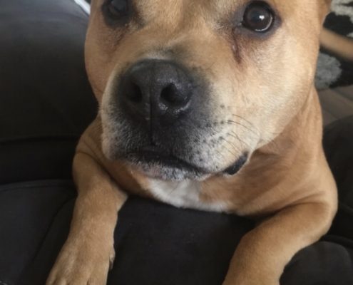 pawprints gallery