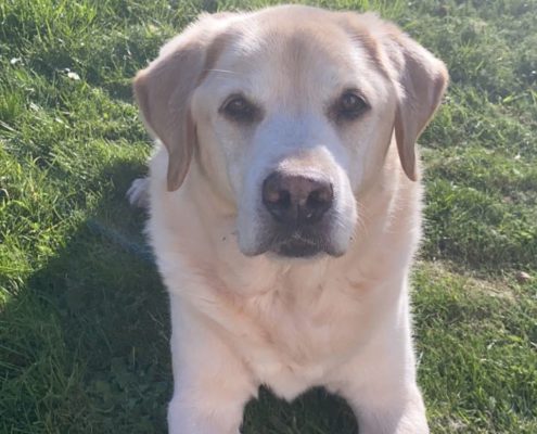 pet memorial gallery