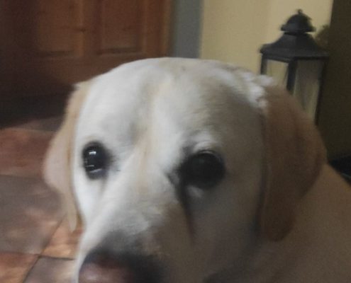 pet gallery