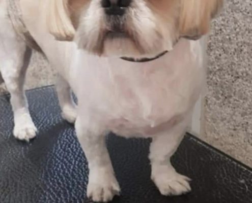 pet gallery
