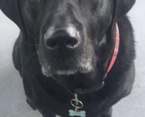 pet memorial gallery
