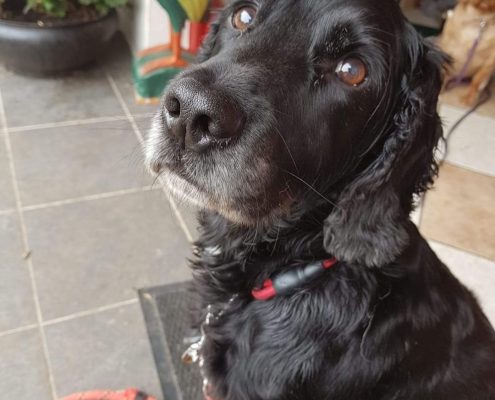 pet memorial gallery