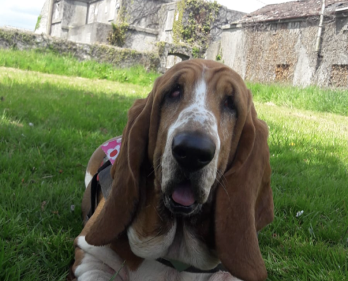 pet memorial gallery