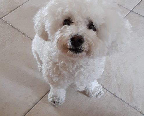 pawprints gallery