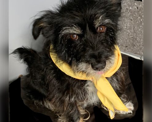 pet memorial gallery