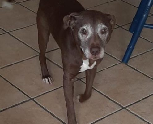 pet memorial gallery