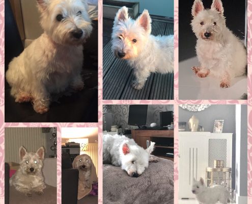 pet gallery