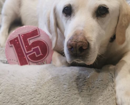 pet memorial gallery