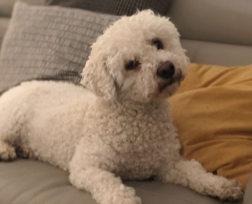 Ozzie