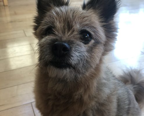 petmemorialgallery