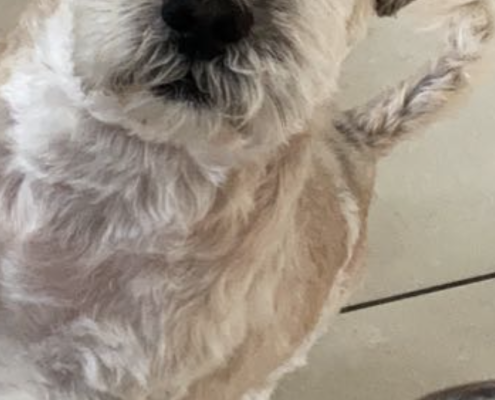 memorialgalleryPawprintsCremation