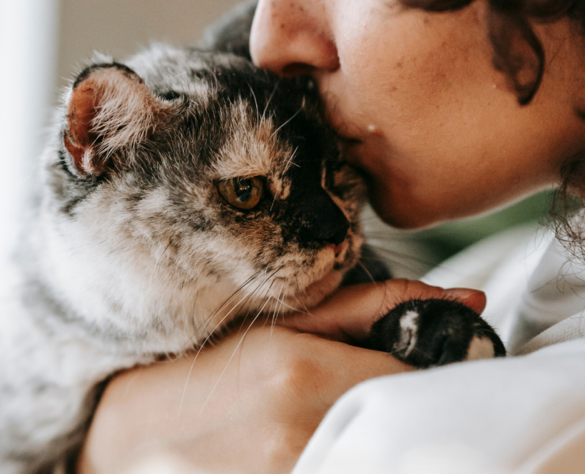 pet cremation dublin