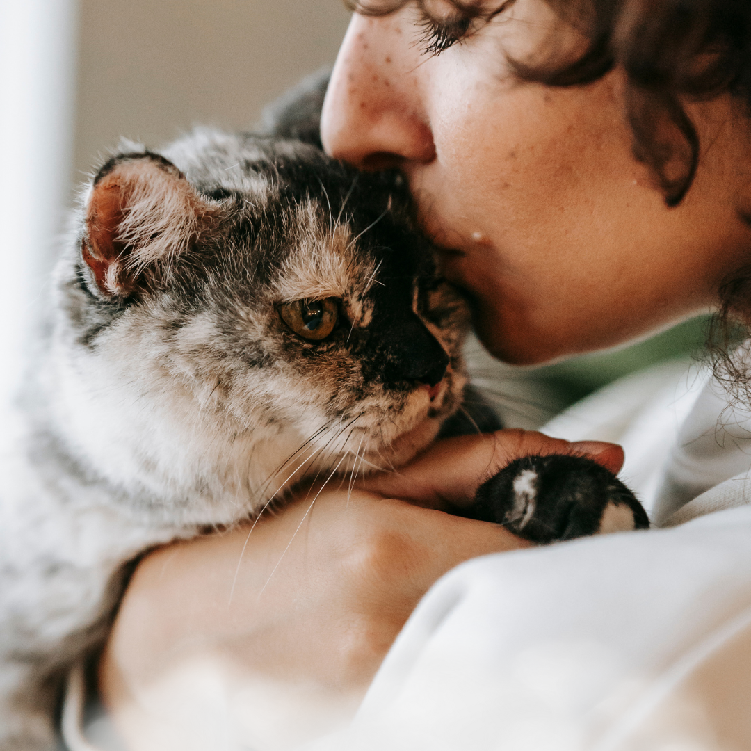pet cremation dublin