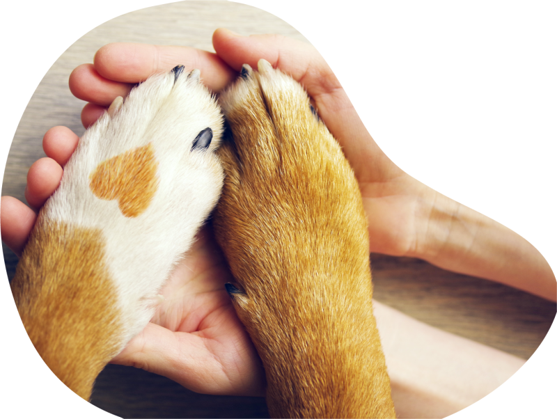 pet crematorium Trim