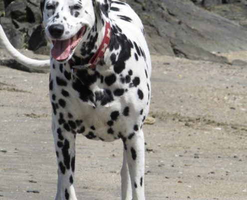 petmemorialgallery