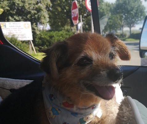 memorialpetgallery