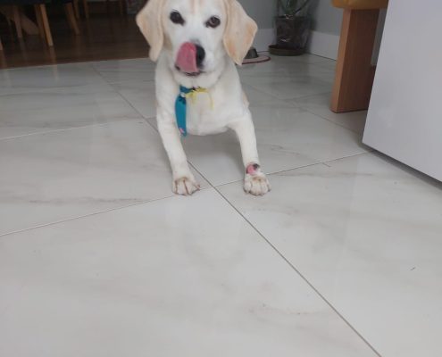 petmemorilgallery