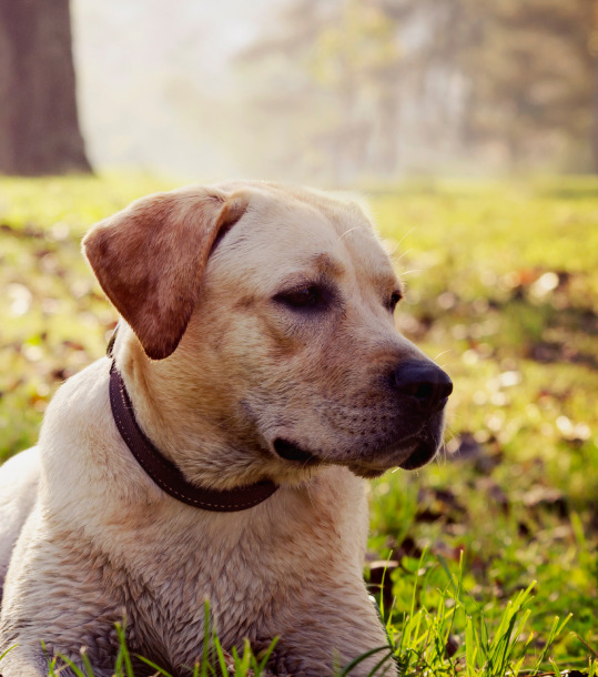 Pet Cremation Service